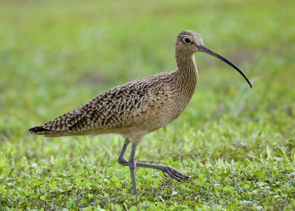 Long-billed Curlew - ML646494913