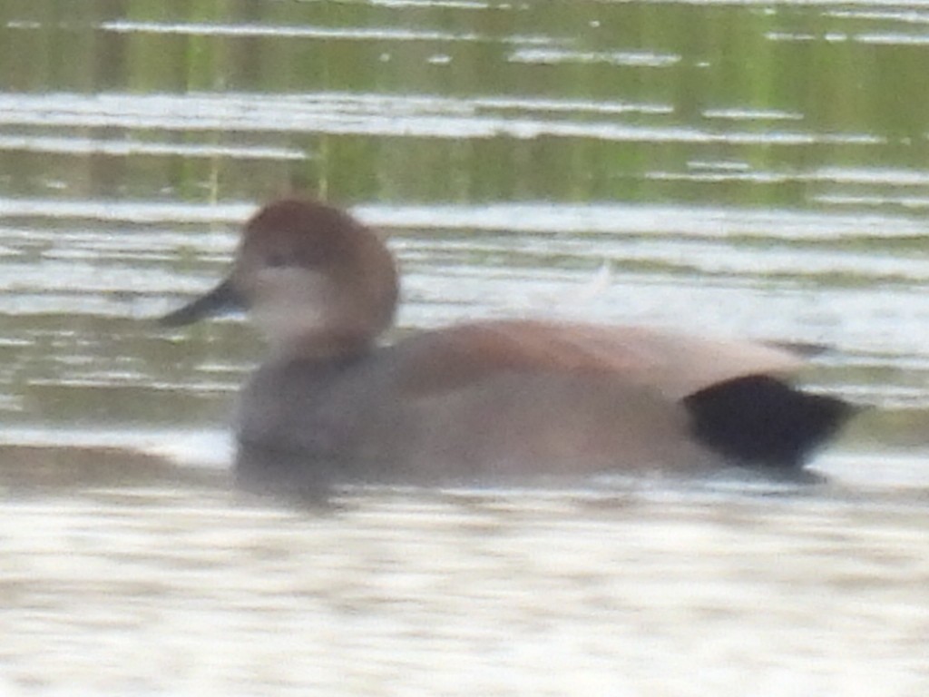 赤膀鴨 - ML646494914