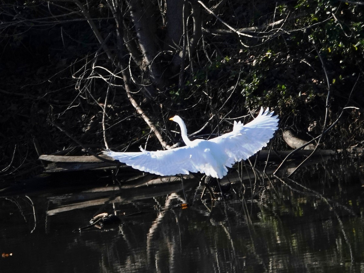 大白鷺 - ML646494915