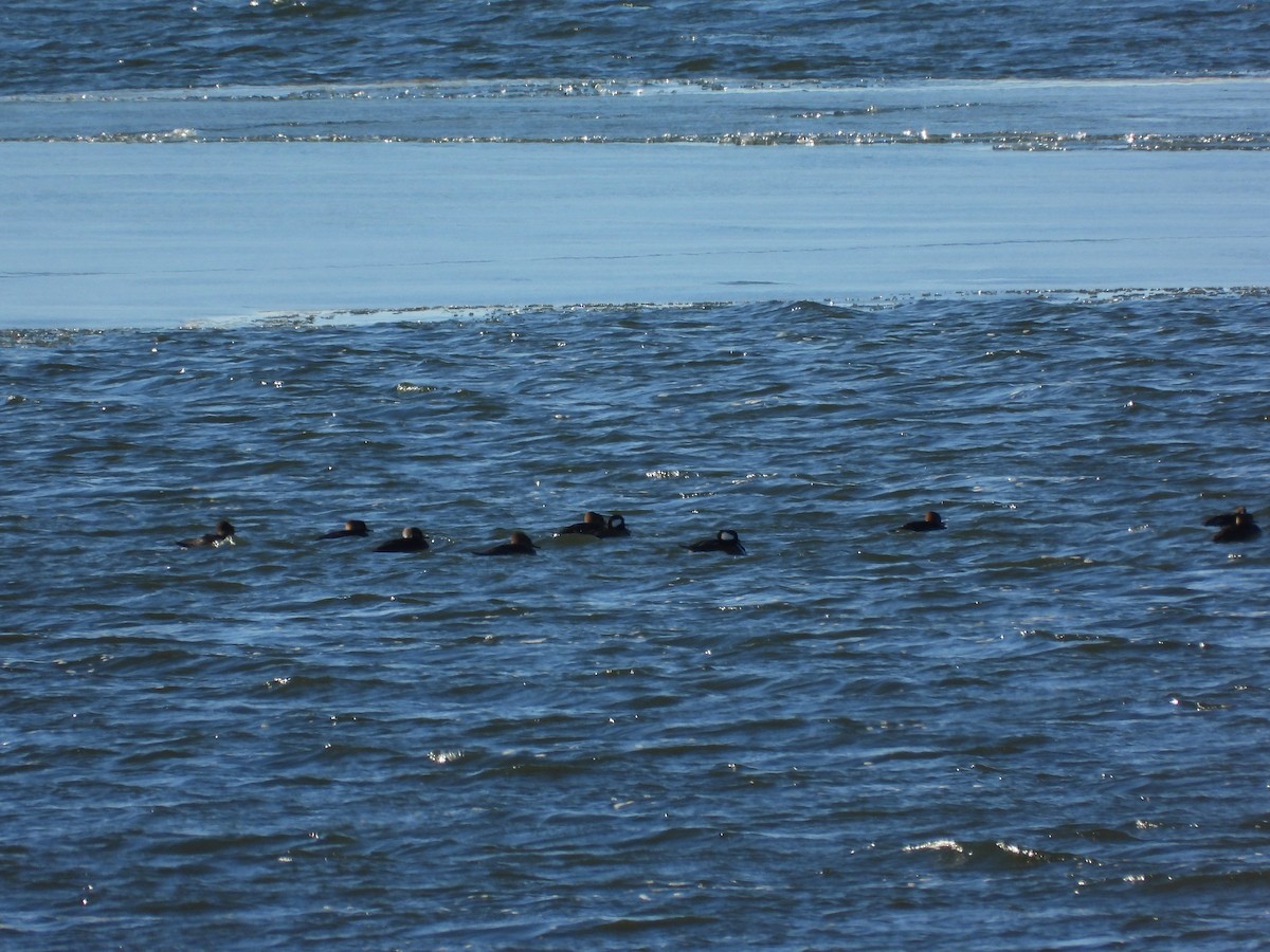 Hooded Merganser - ML646494916