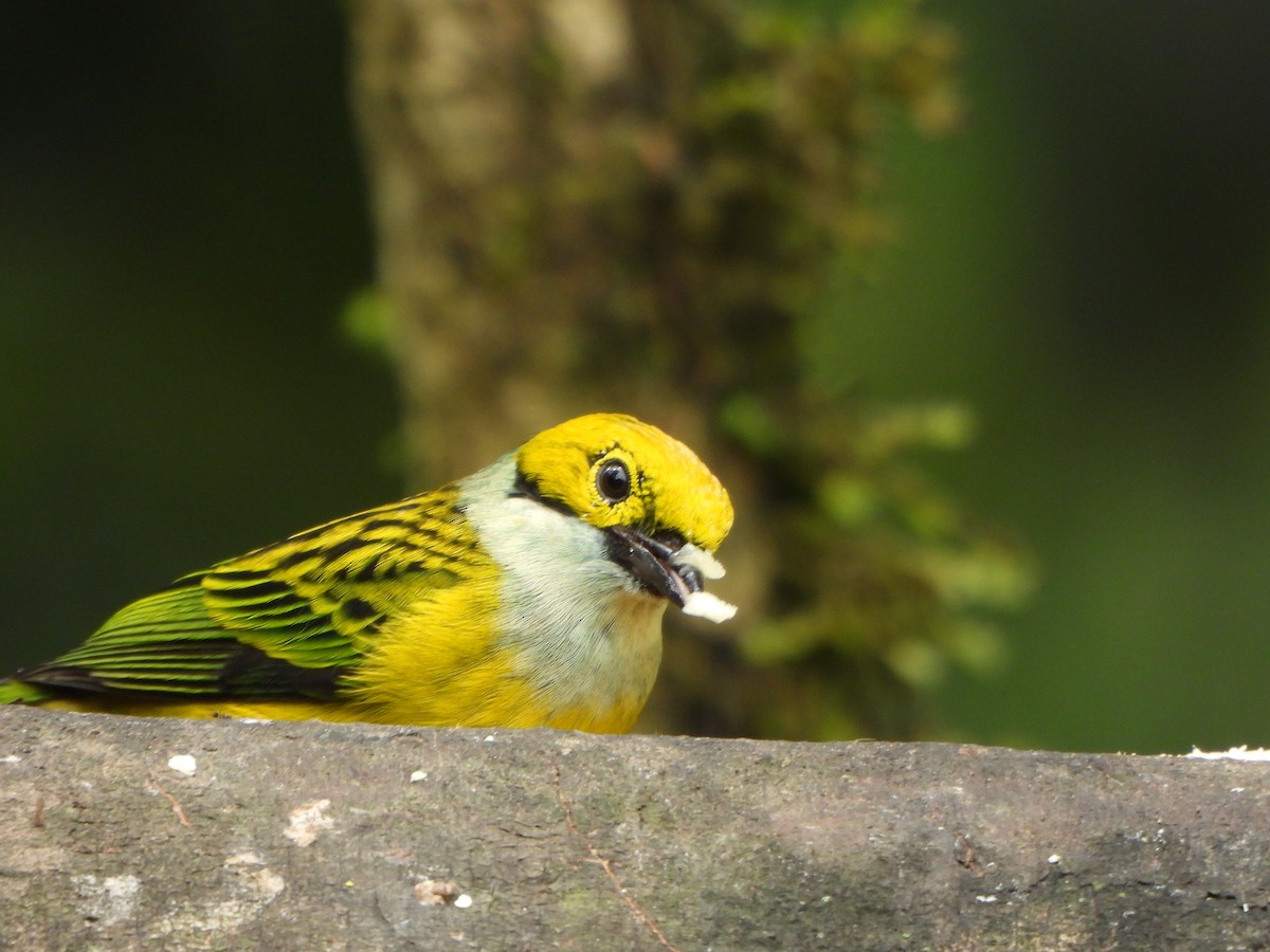 Silver-throated Tanager - ML646494920