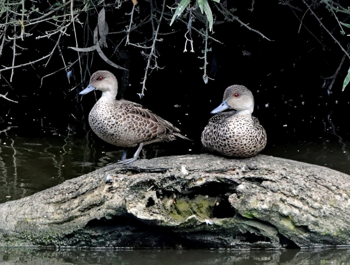 Gray Teal - ML646494925