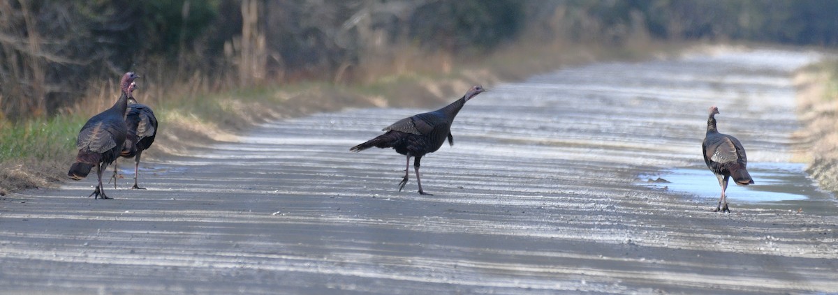 Wild Turkey - ML646494926