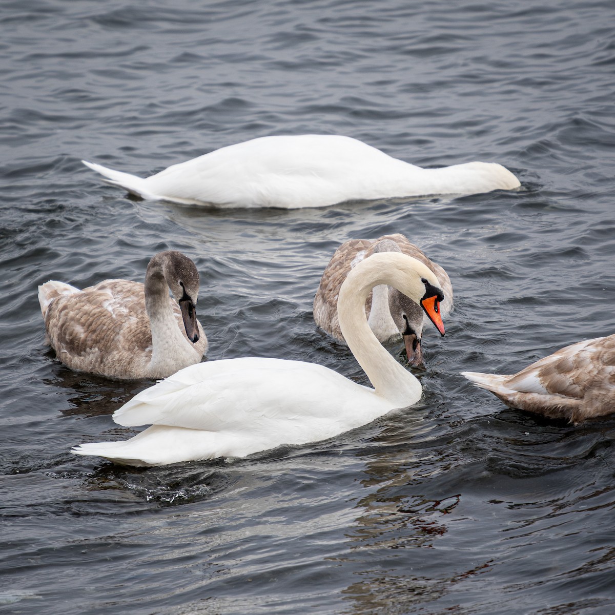 Лебідь-шипун - ML646494928