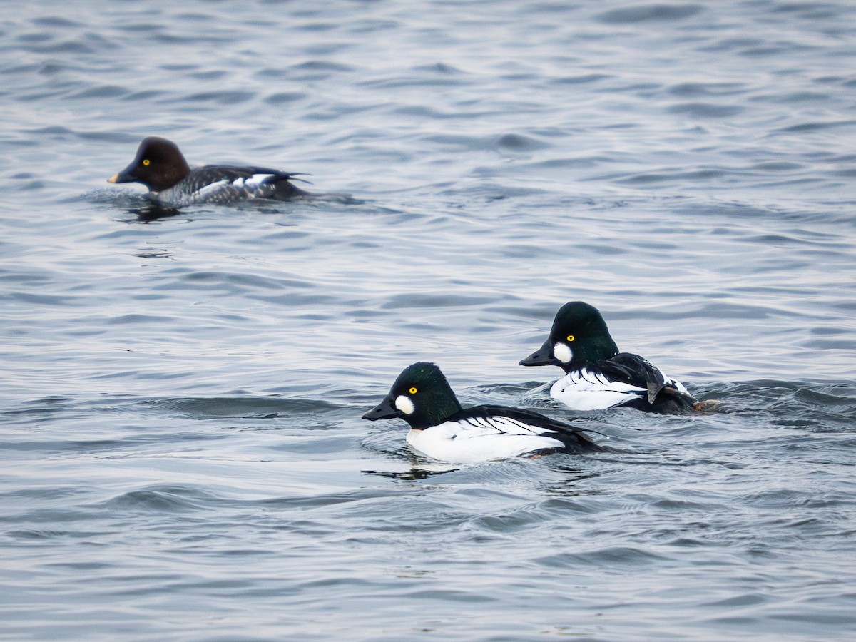 Common Goldeneye - ML646494936