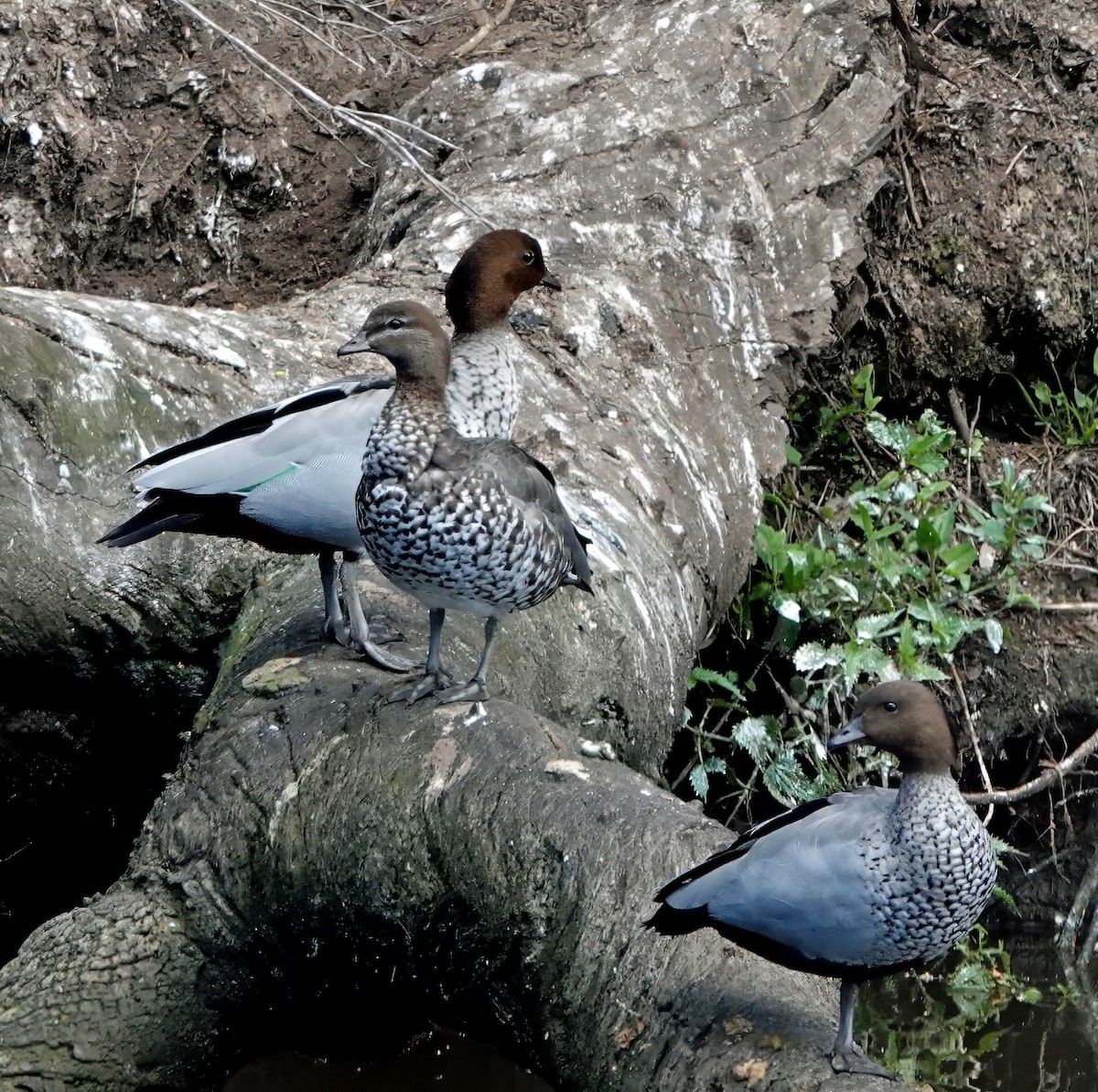 Maned Duck - ML646494937