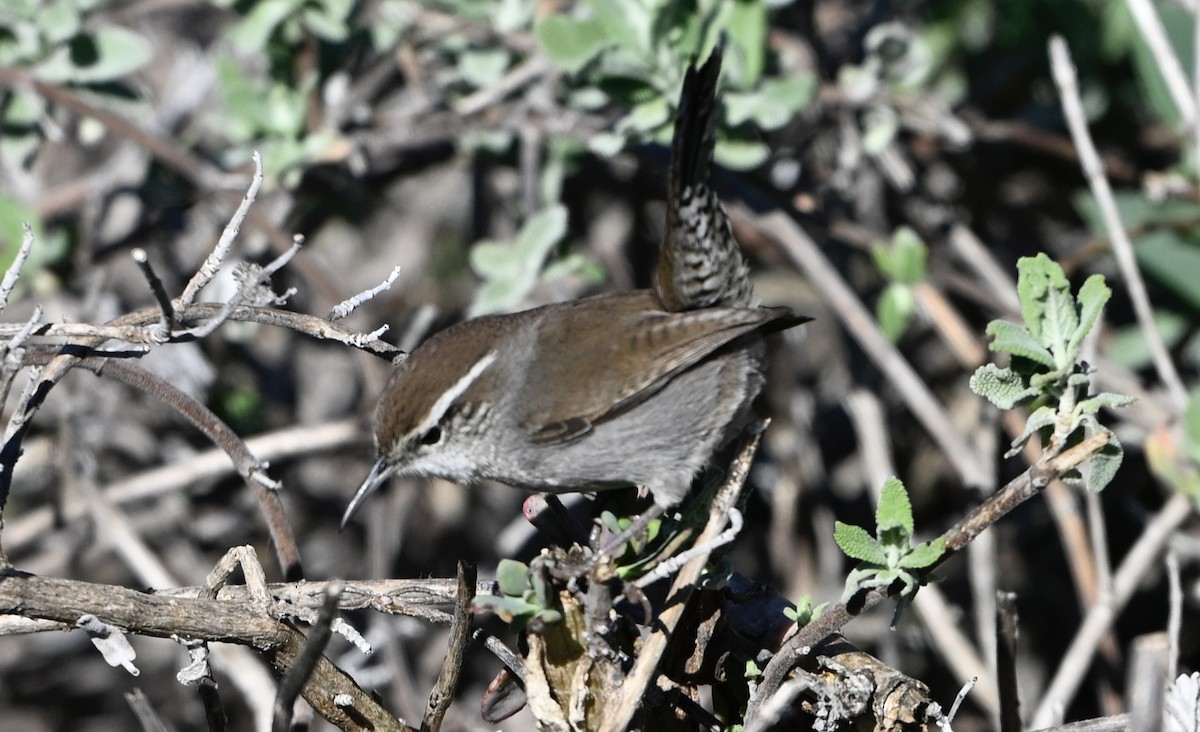 Підбуреник - ML646494940