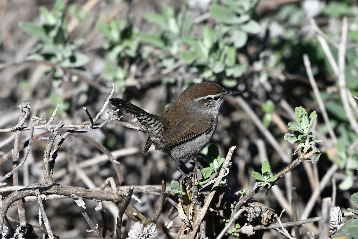 Підбуреник - ML646494941