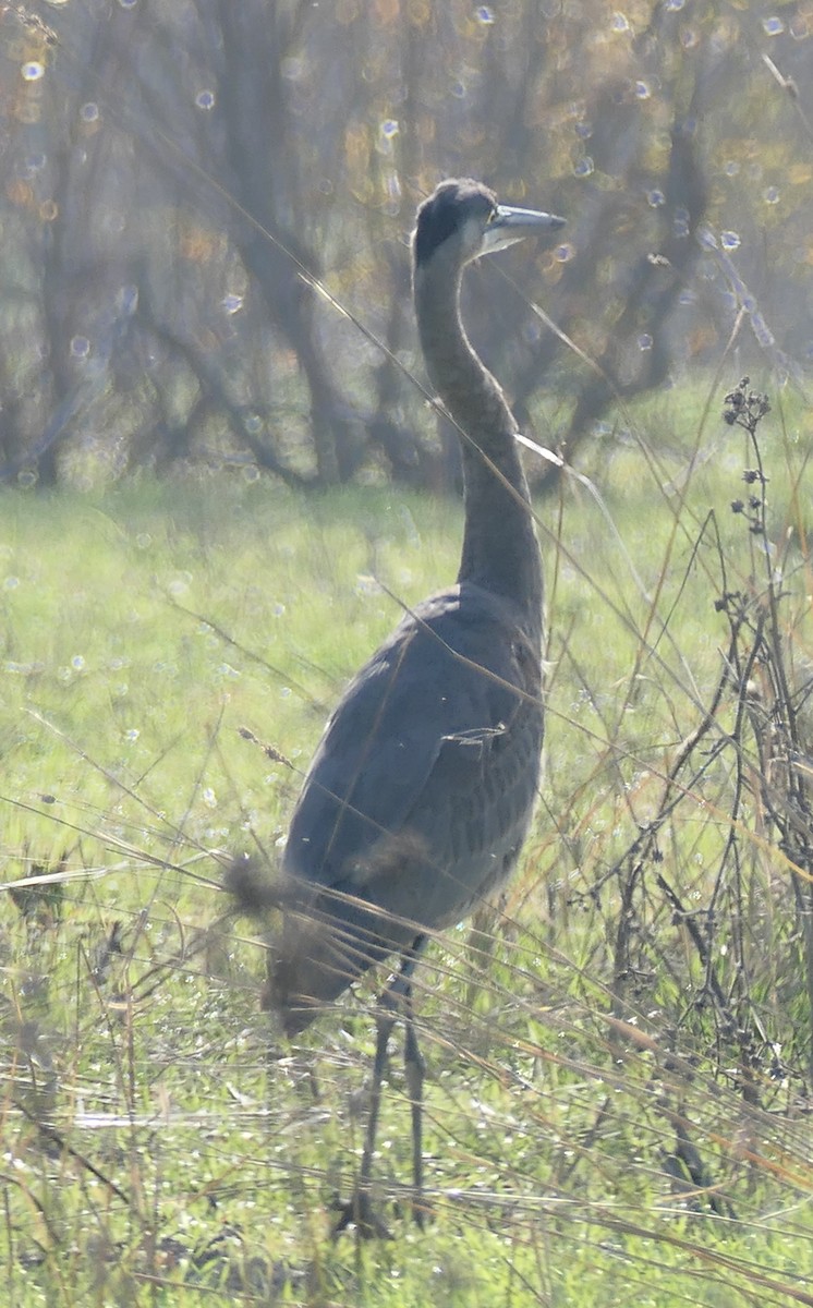 Great Blue Heron - ML646494948