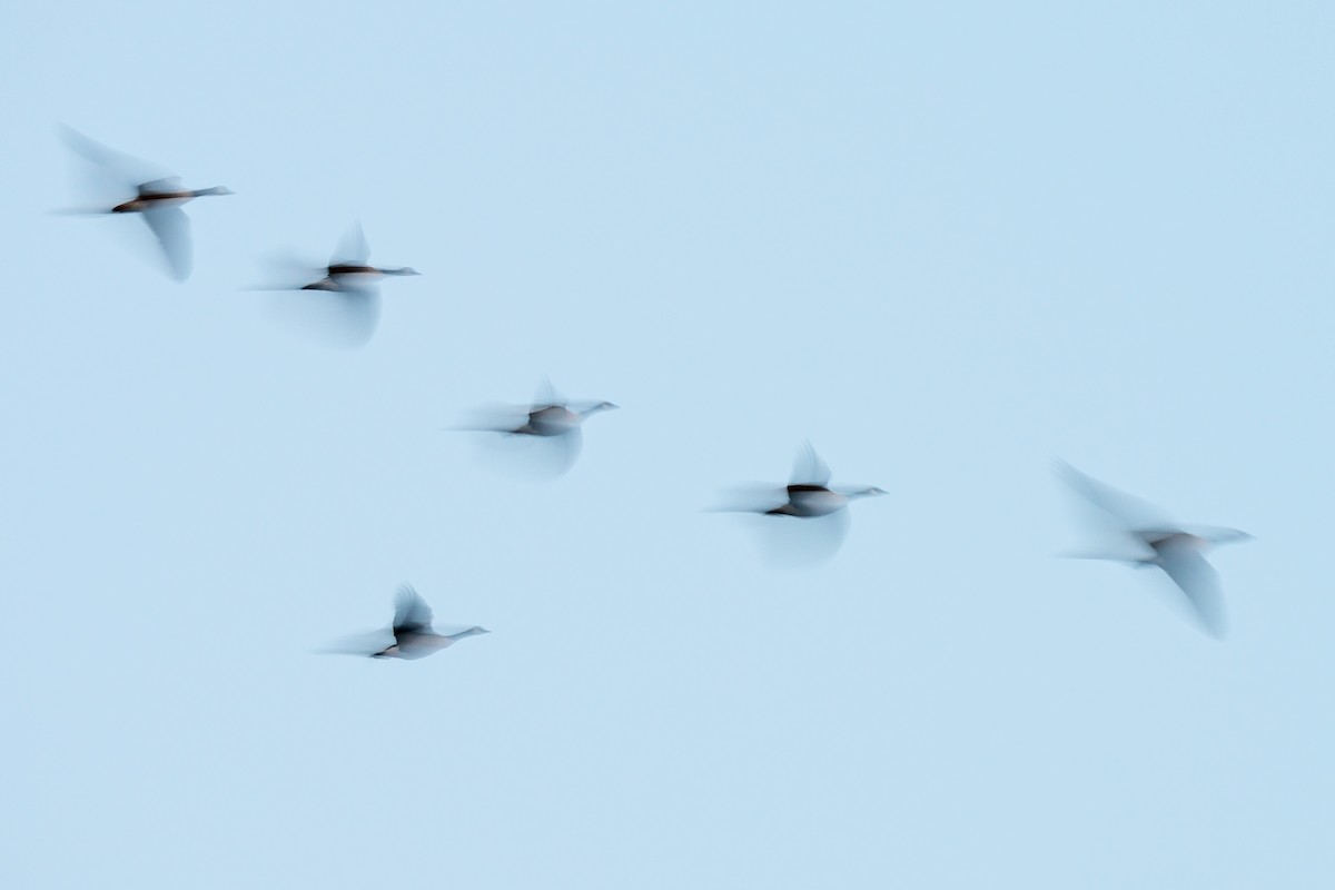 kanadagås - ML646494960