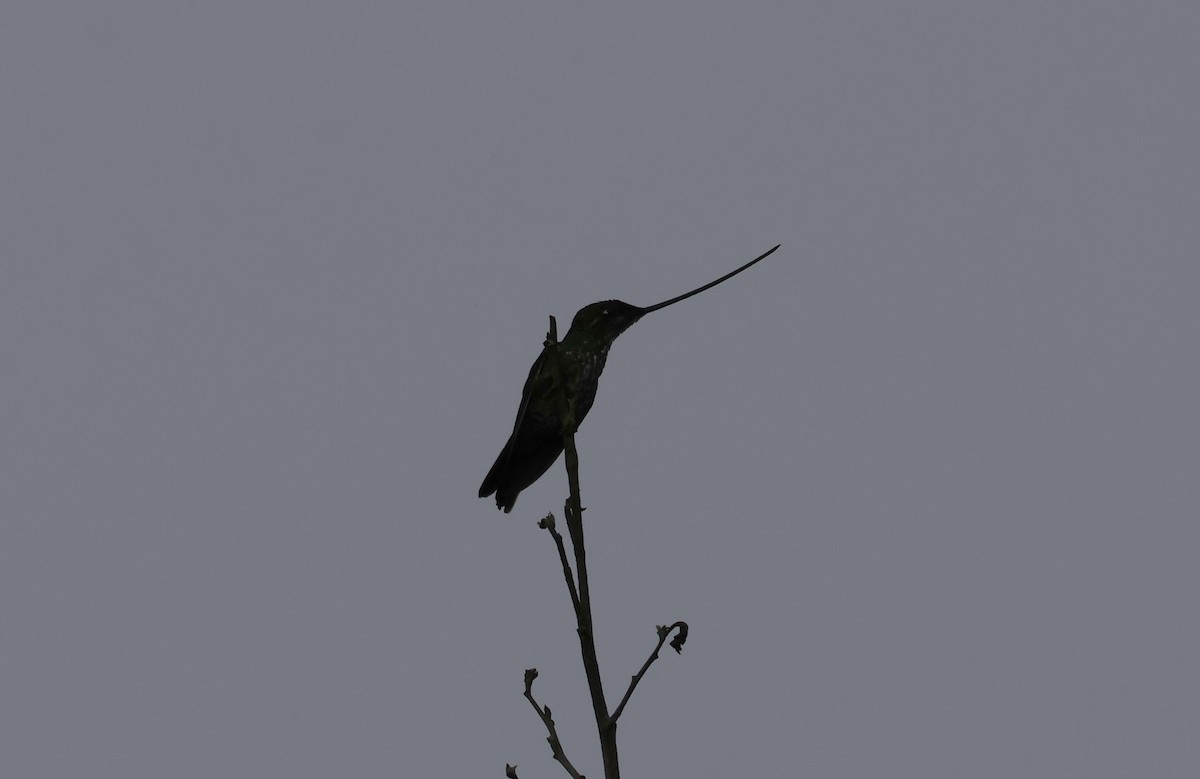 Sword-billed Hummingbird - ML646494965