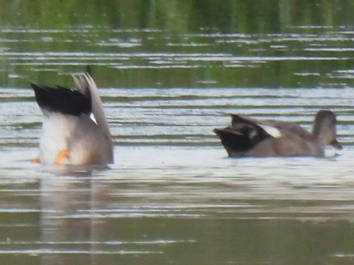 Gadwall - ML646494968