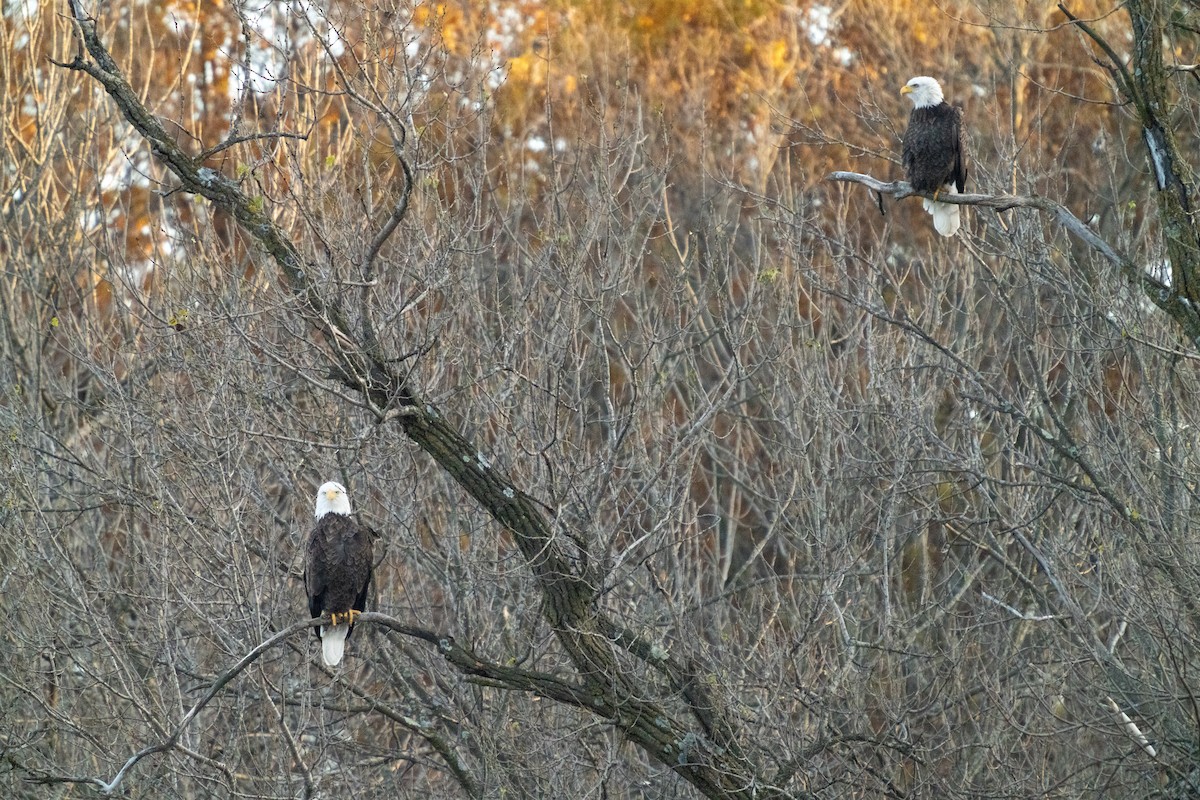 Itsas arrano buruzuria - ML646494970