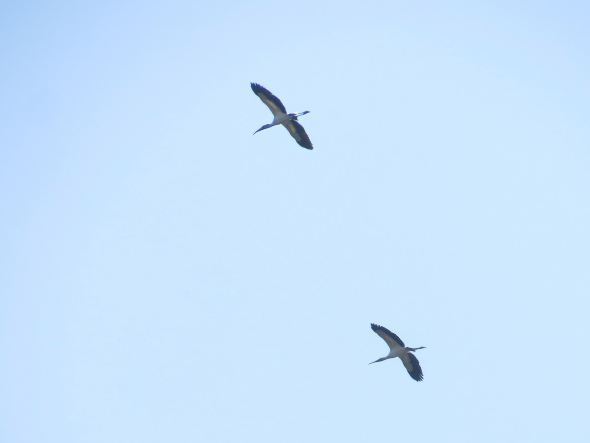 Wood Stork - ML646494977