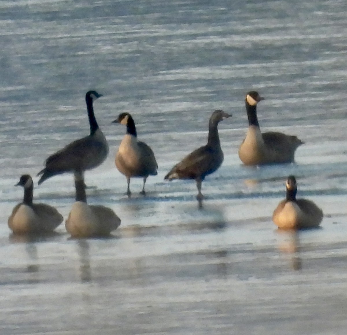 Snow Goose - ML646494979