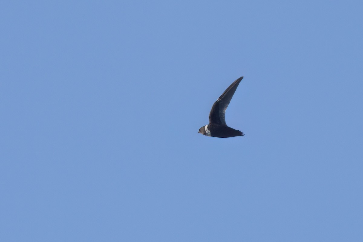 White-collared Swift - ML646494982