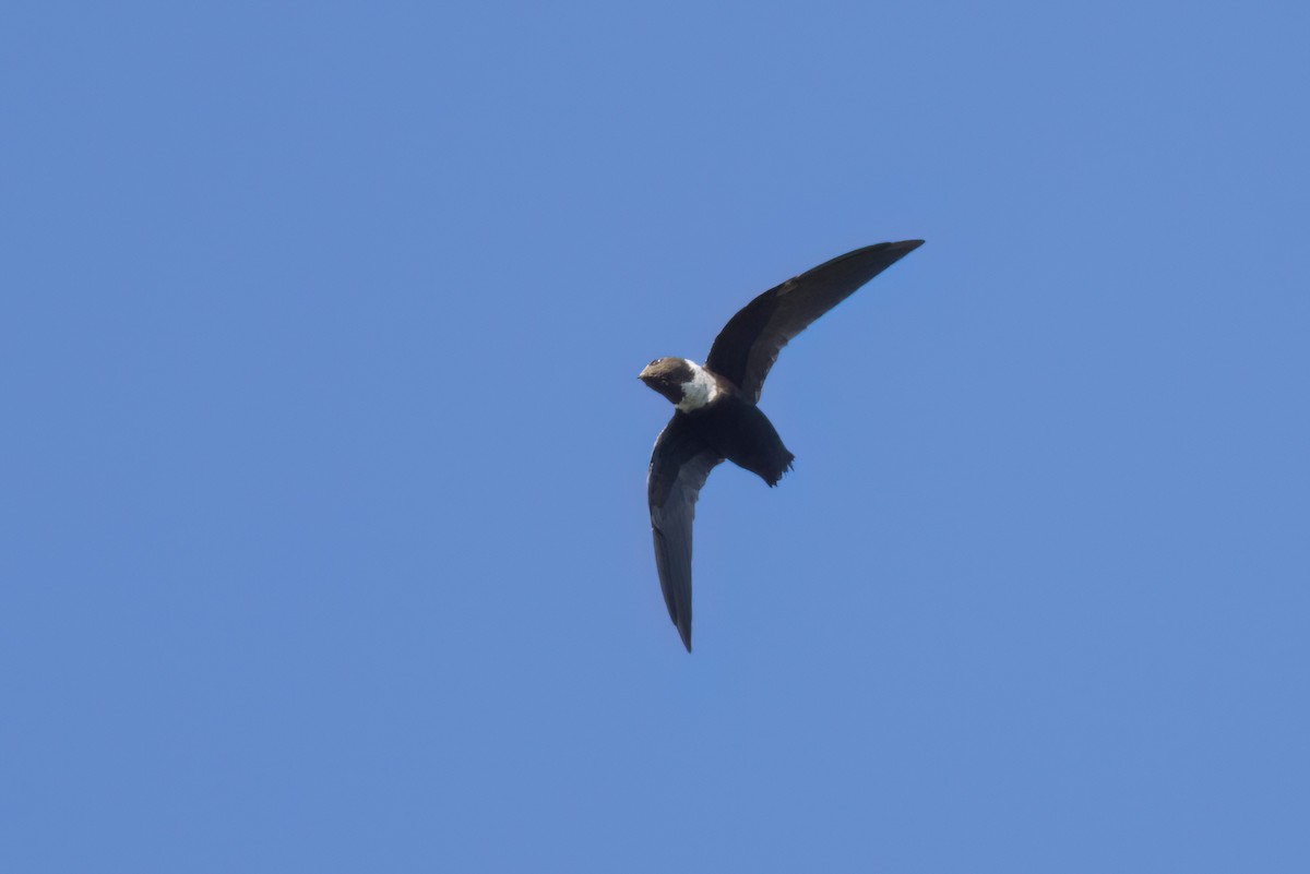 White-collared Swift - ML646494986