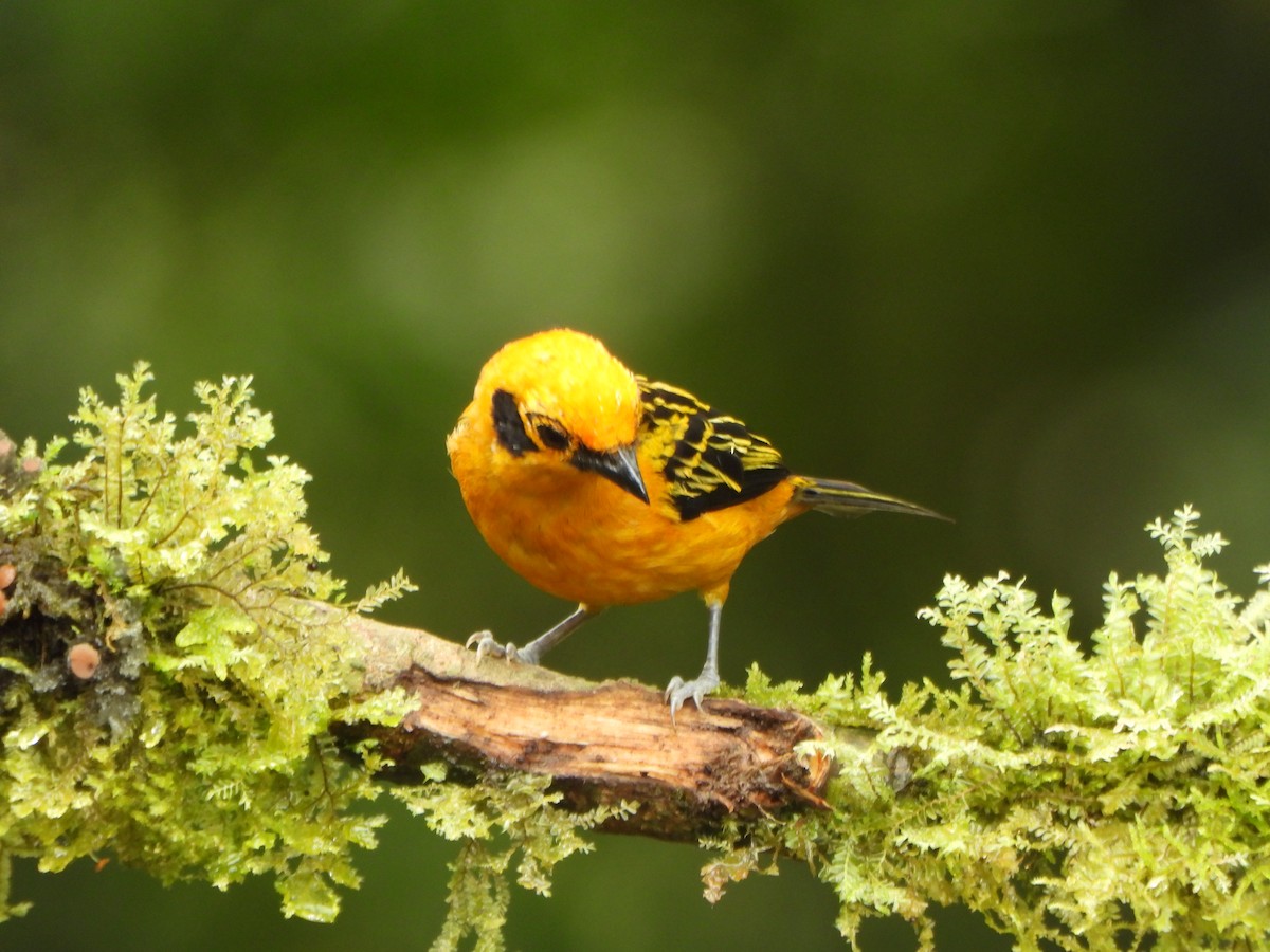 Golden Tanager - ML646494988