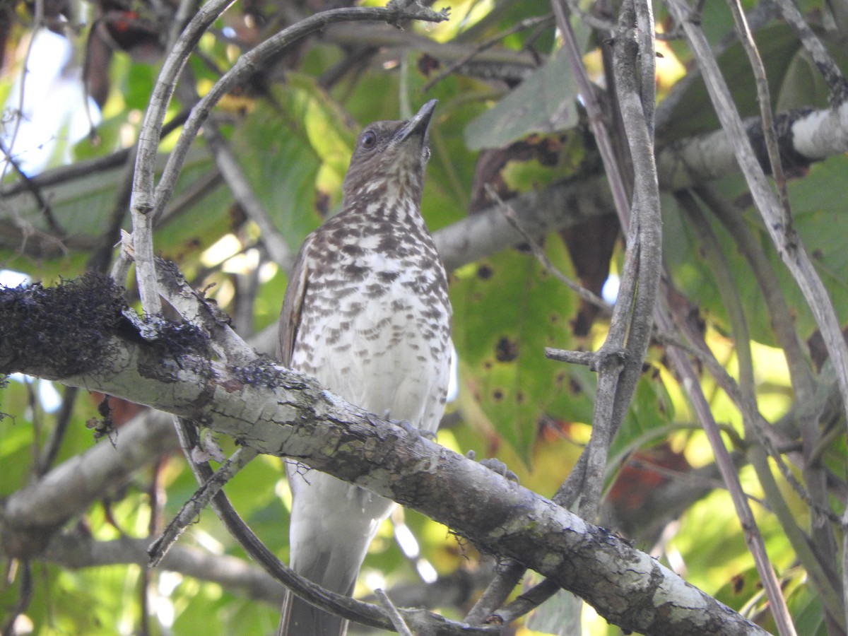 Marañon Thrush - ML646494992