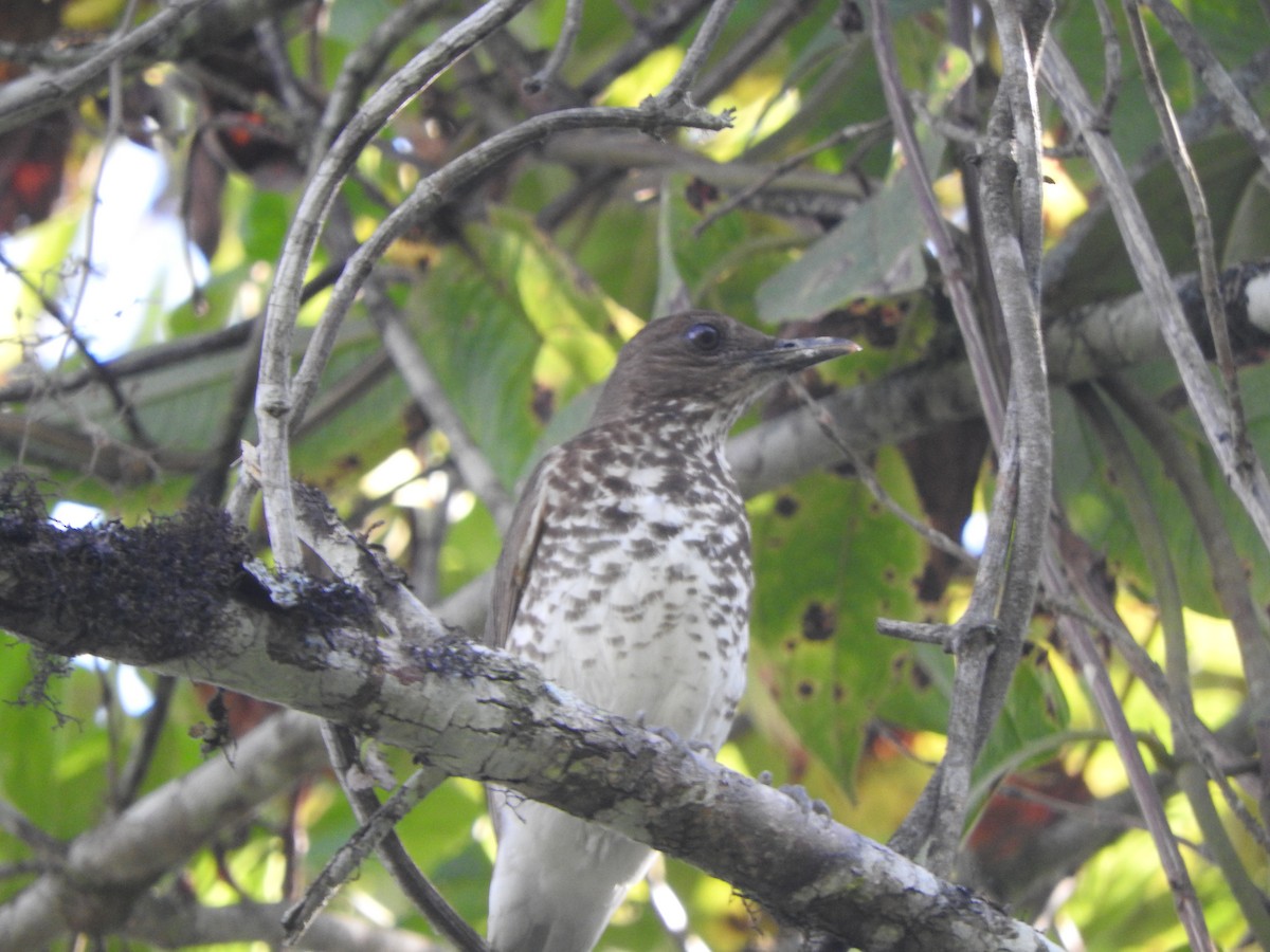 Marañon Thrush - ML646494993