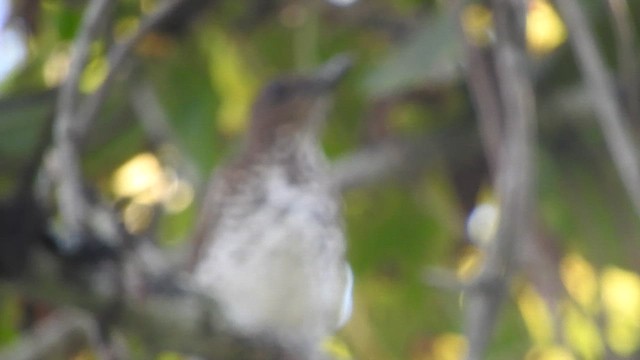 Дрізд перуанський - ML646494994