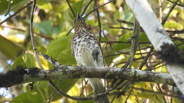 Marañon Thrush - ML646494996