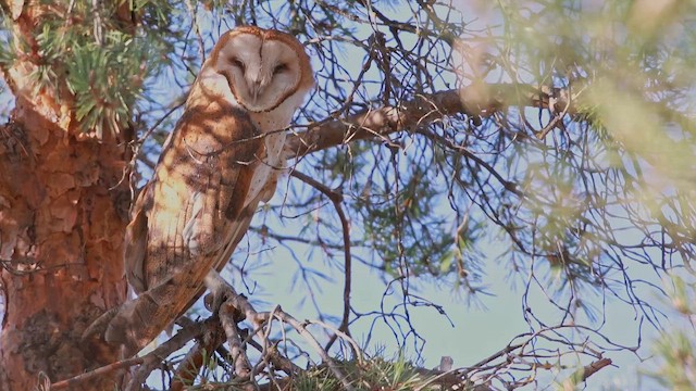 amerikatårnugle (tuidara gr.) - ML646495002