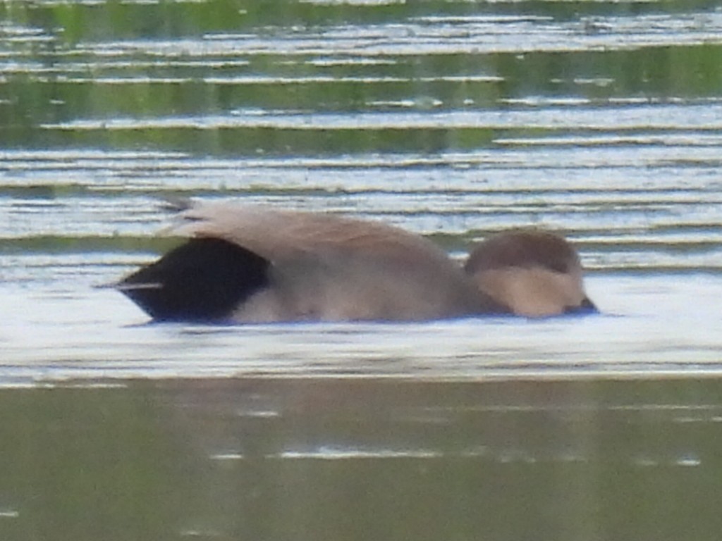 Gadwall - ML646495008