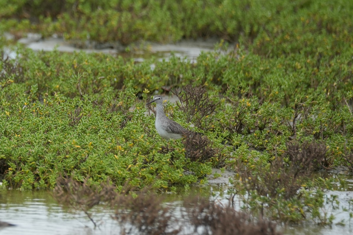 Lesser Yellowlegs - ML646495010