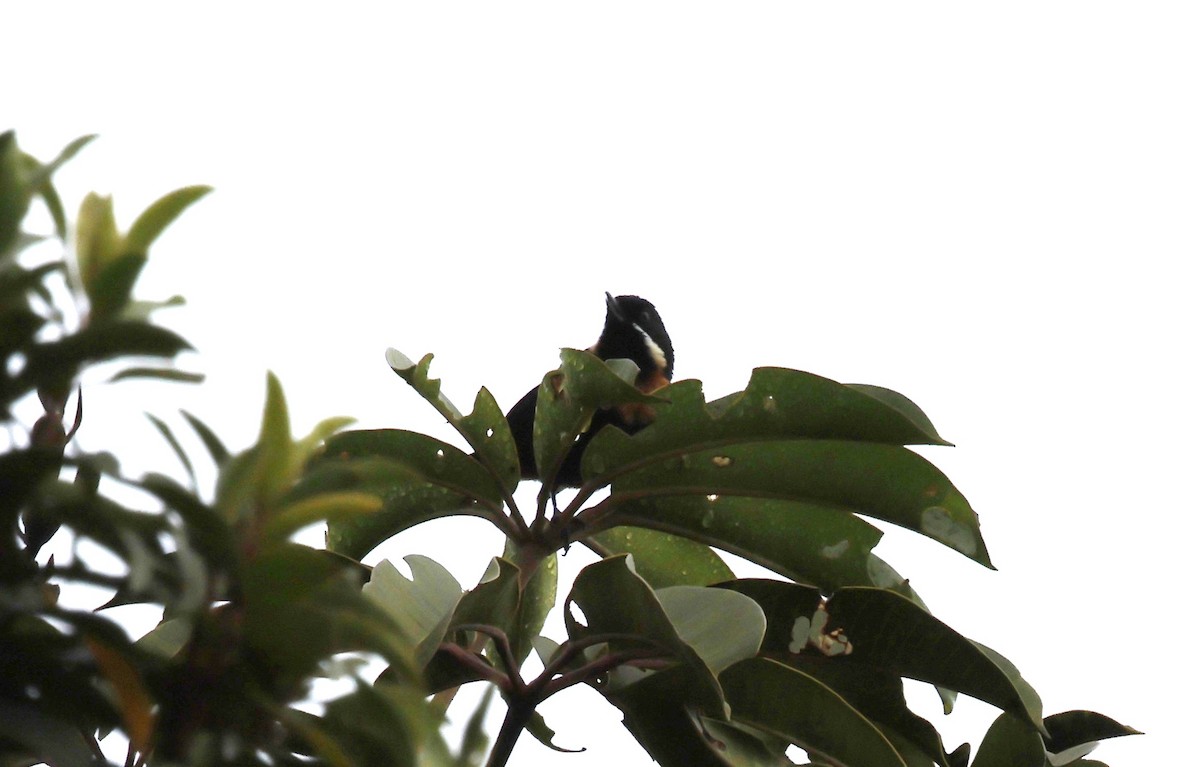 Moustached Flowerpiercer - ML646495011