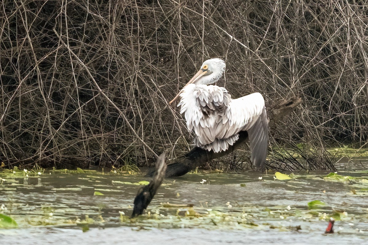 Spot-billed Pelican - ML646495012