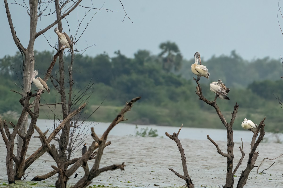 Pelikano tantoduna - ML646495013