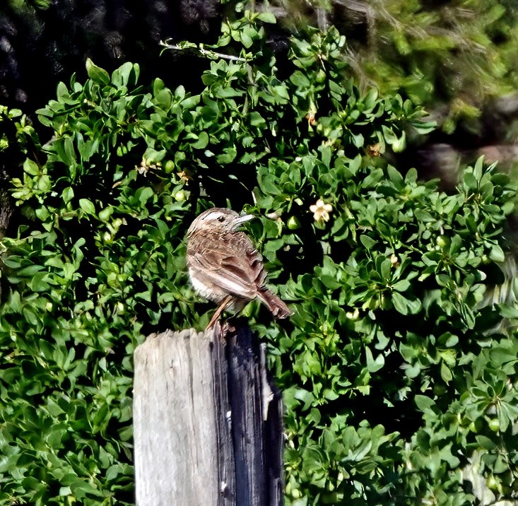 Australian Pipit - ML646495014