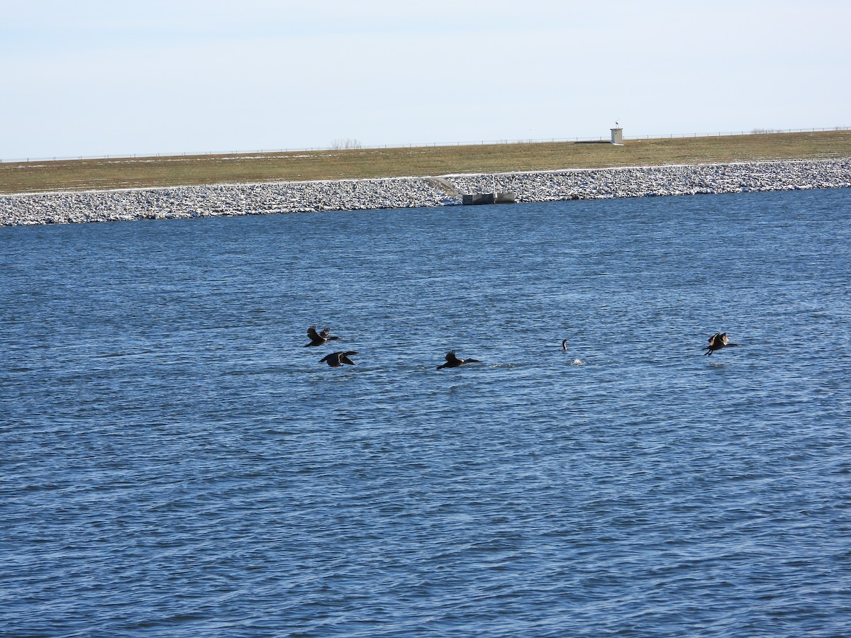 Double-crested Cormorant - ML646495015