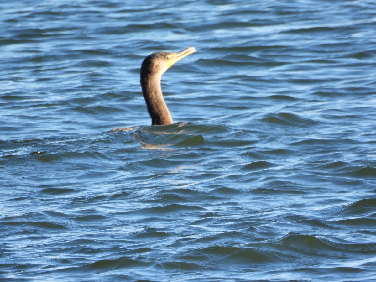 Double-crested Cormorant - ML646495016