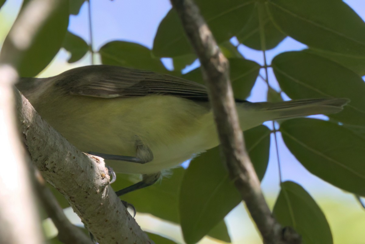 Eastern/Western Warbling Vireo - ML646495017