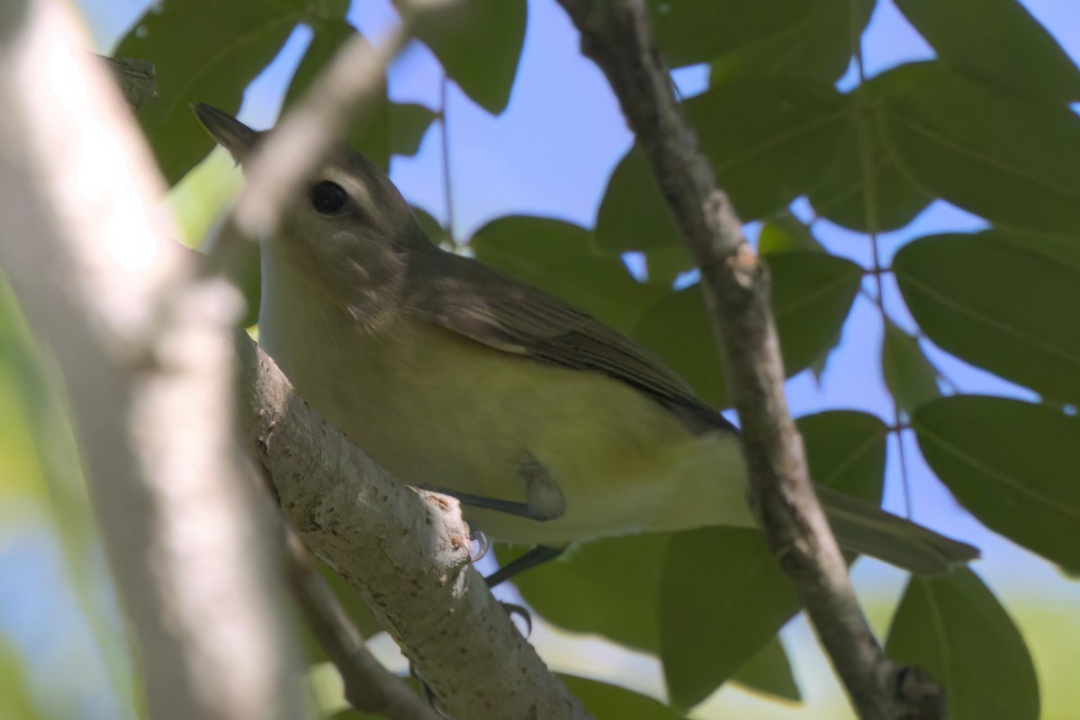 Eastern/Western Warbling Vireo - ML646495018