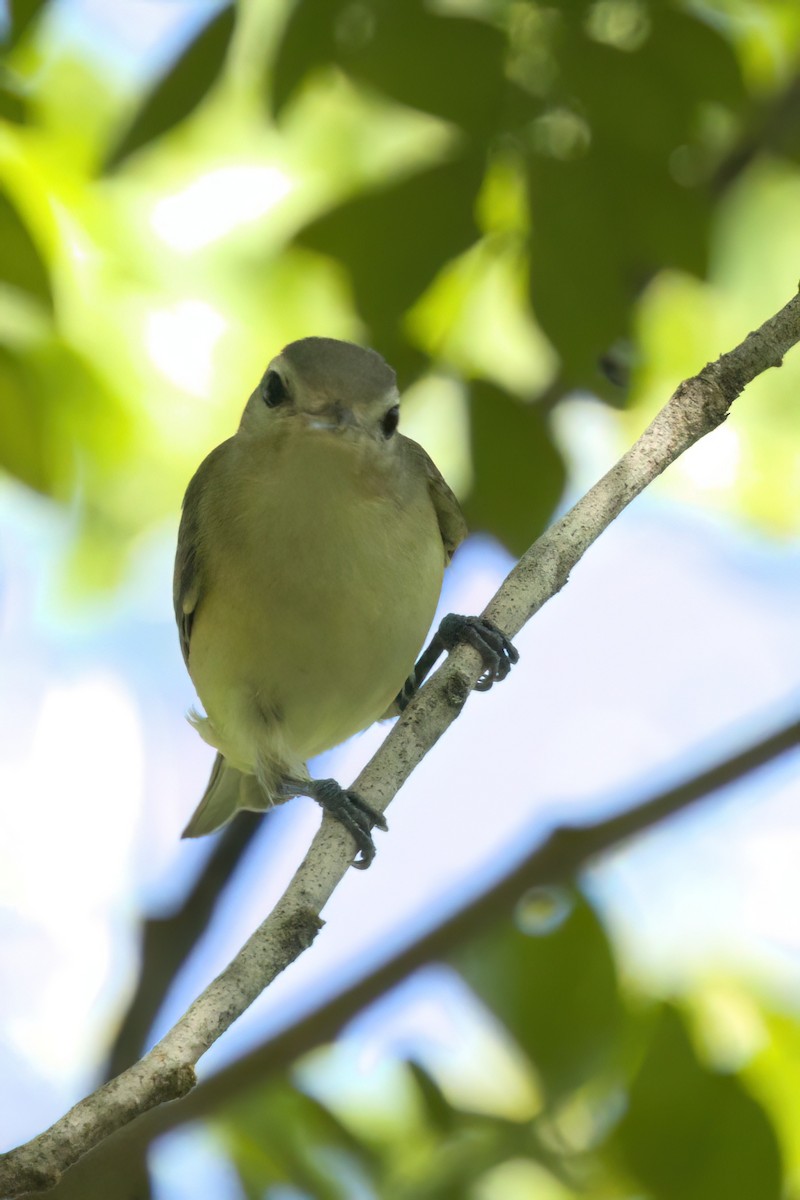Eastern/Western Warbling Vireo - ML646495019