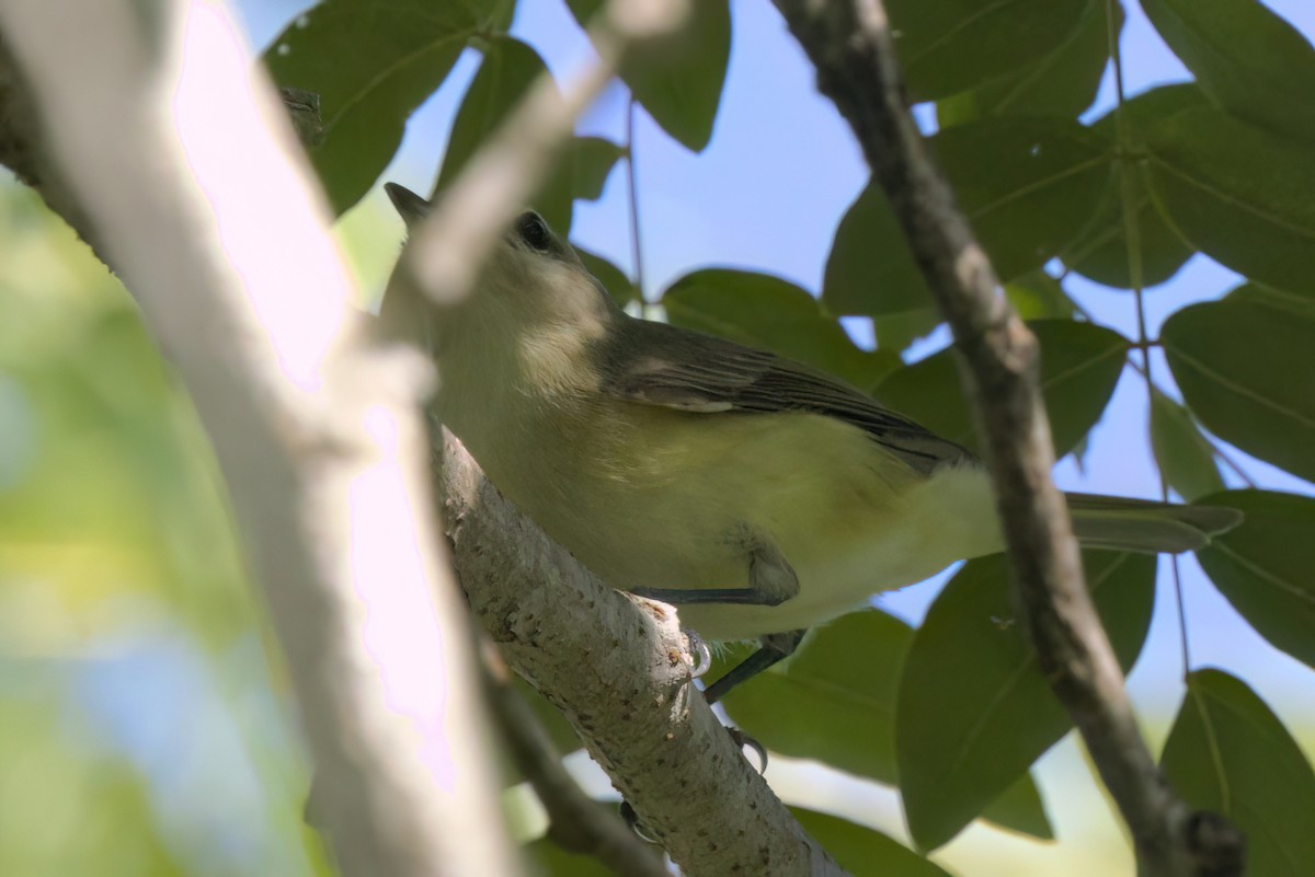 Eastern/Western Warbling Vireo - ML646495020