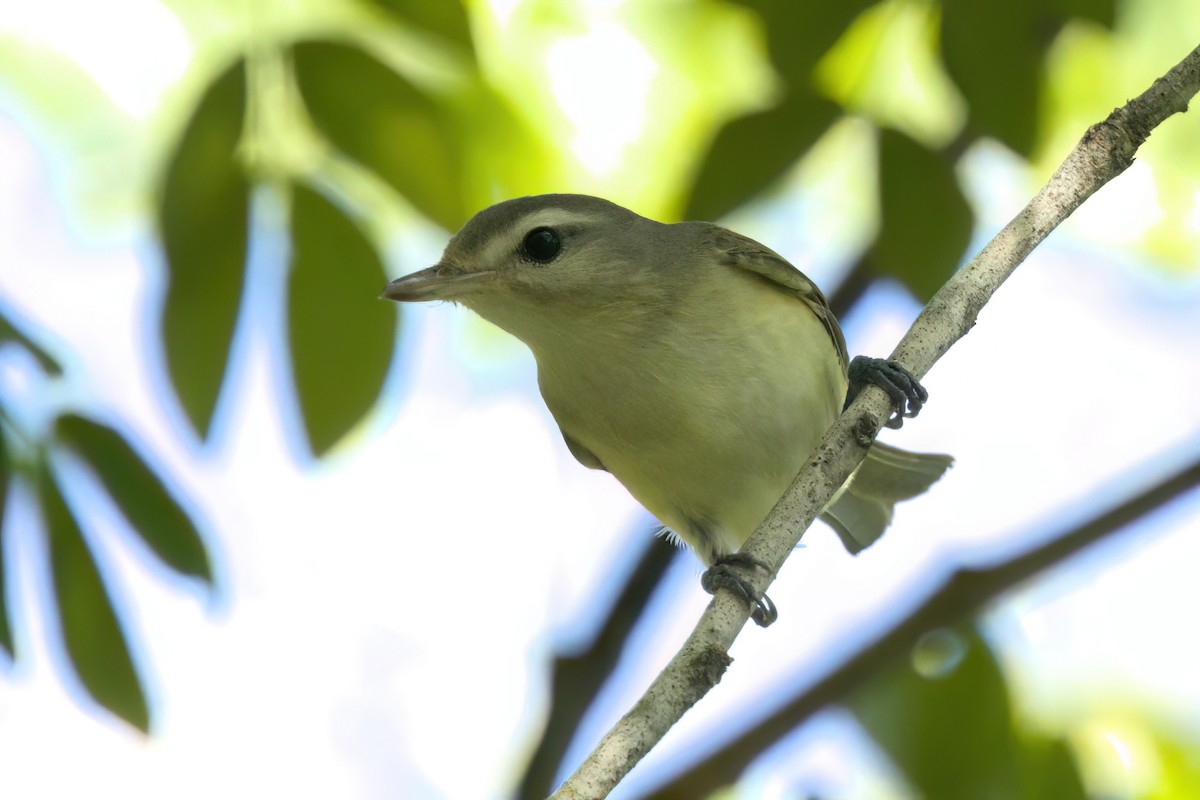 Eastern/Western Warbling Vireo - ML646495021