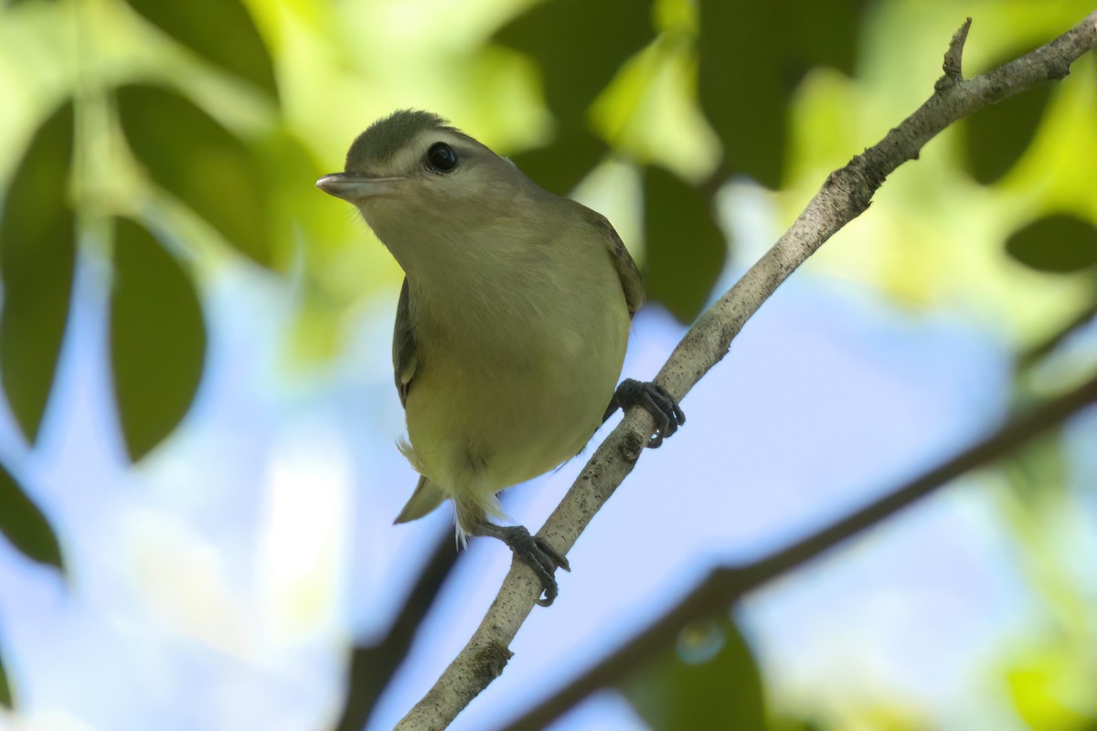 Eastern/Western Warbling Vireo - ML646495023