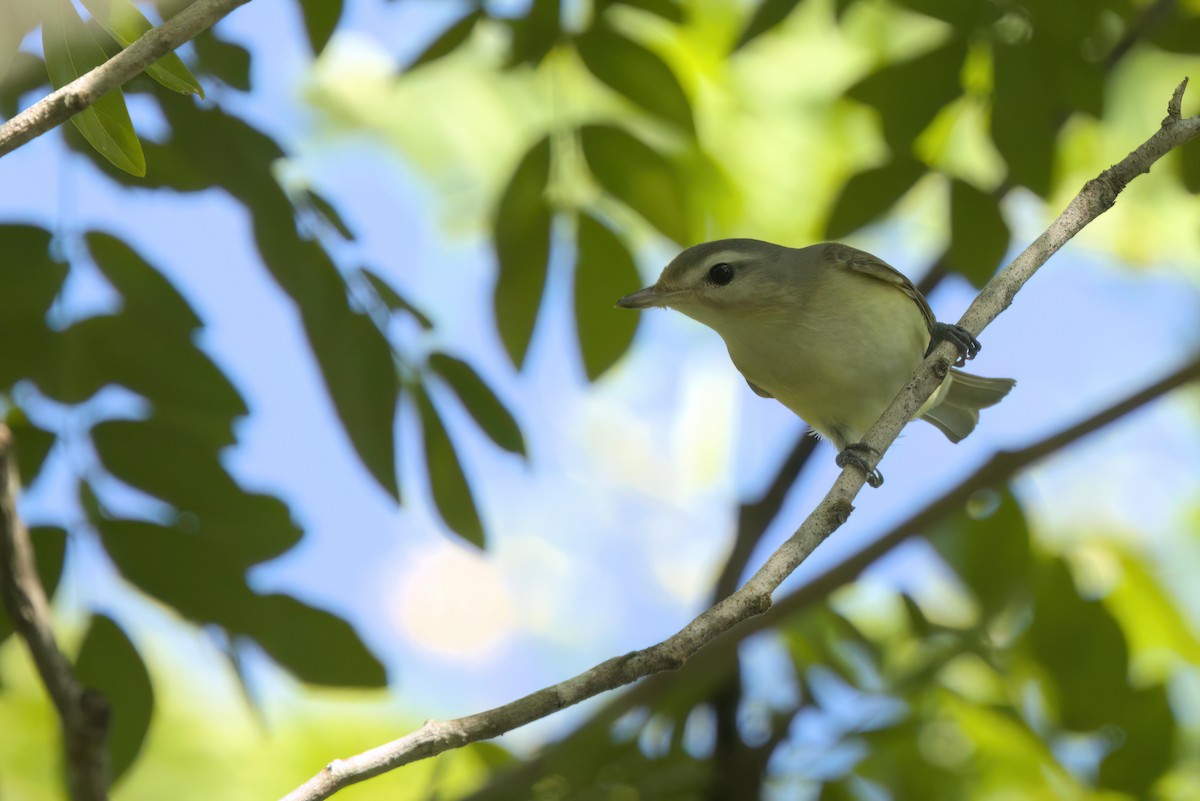 Eastern/Western Warbling Vireo - ML646495024