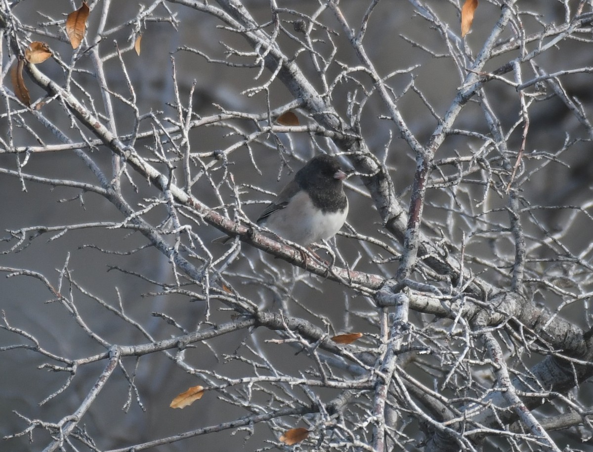 Dark-eyed Junco (Oregon) - ML646495025