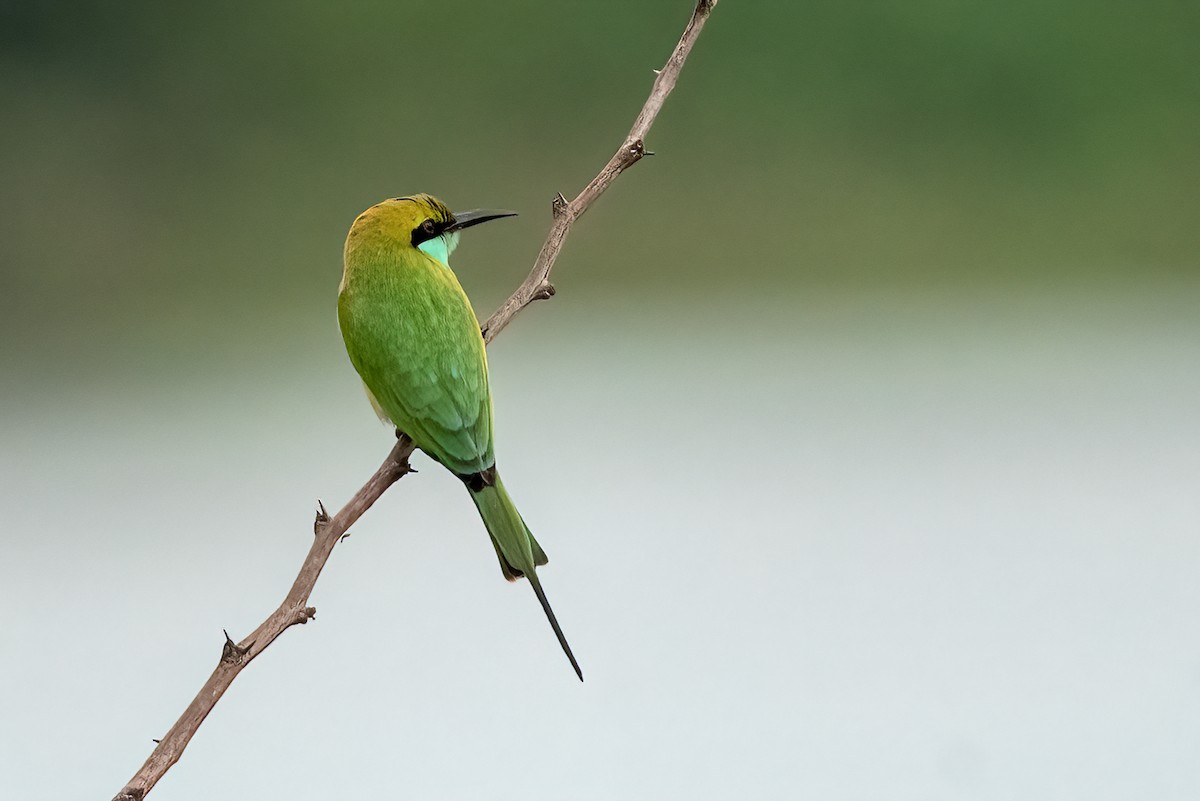 Asian Green Bee-eater - ML646495026