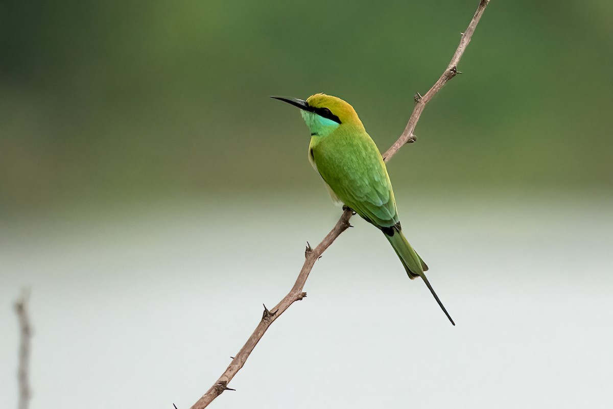 Asian Green Bee-eater - ML646495027