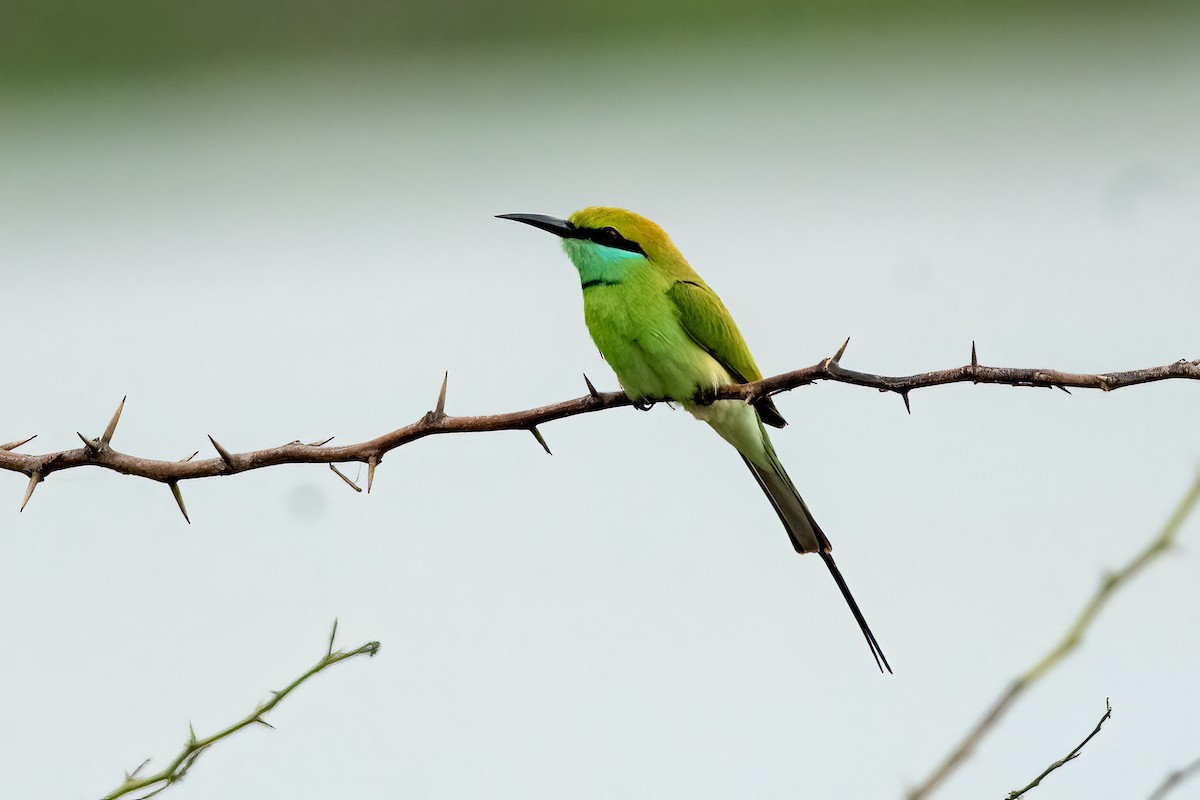 Asian Green Bee-eater - ML646495028