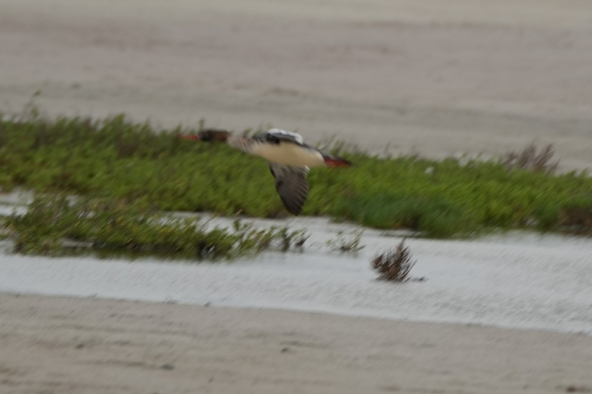 紅胸秋沙 - ML646495029