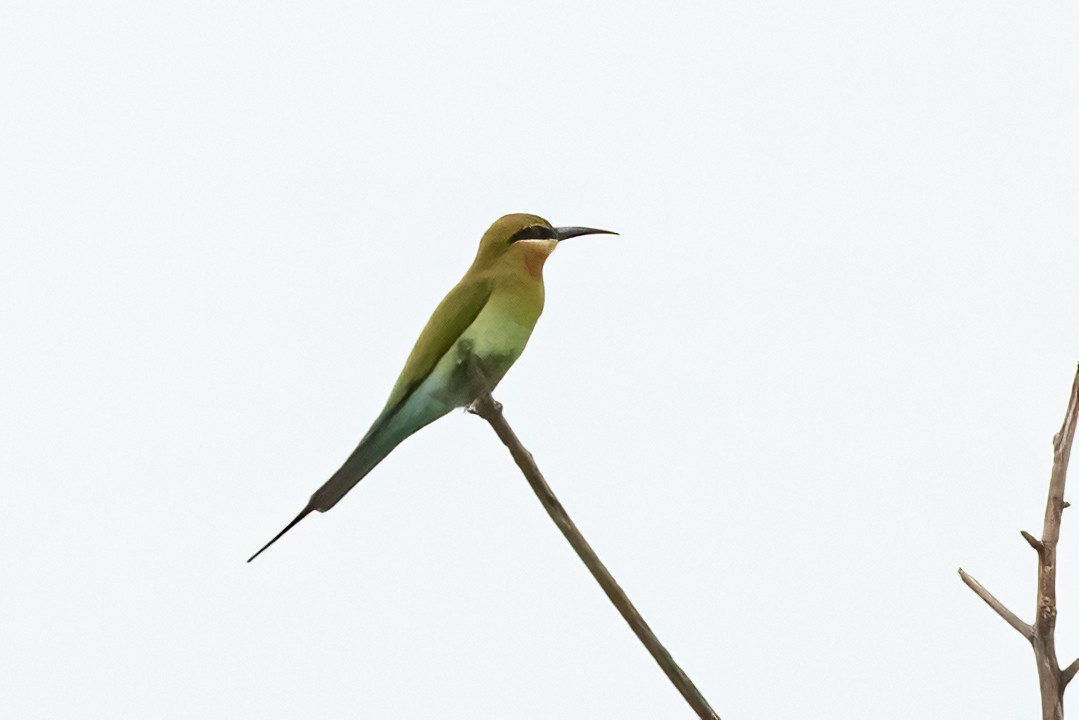 栗喉蜂虎 - ML646495030