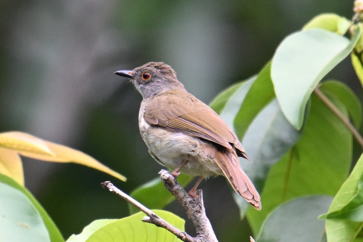 Spectacled Bulbul - ML646495031