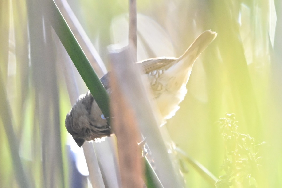 斑文鳥 - ML646495032